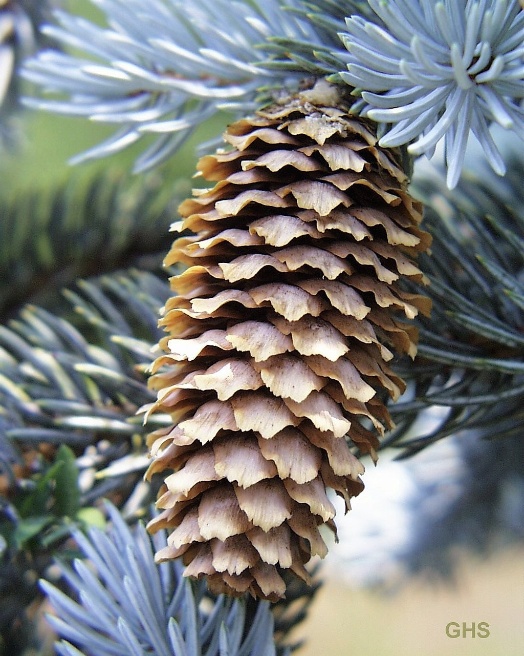 50 semillas de abeto azul de Colorado, árbol de Navidad, abeto blanco plateado, abeto perenne.