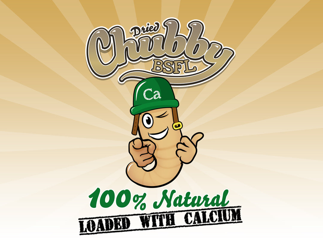 2LB Chubby Dried Black Soldier Fly Larvae – High Protein Pet & Bird Treat