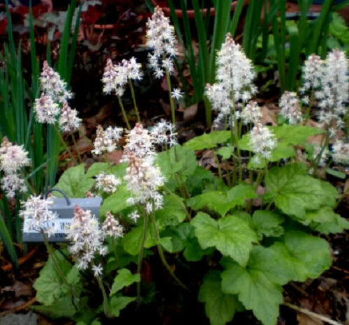20 semillas de flor de espuma de hoja de corazón de Tiarella Wherryi blanca y rosada