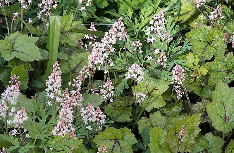 20 semillas de flor de espuma de hoja de corazón de Tiarella Wherryi blanca y rosada