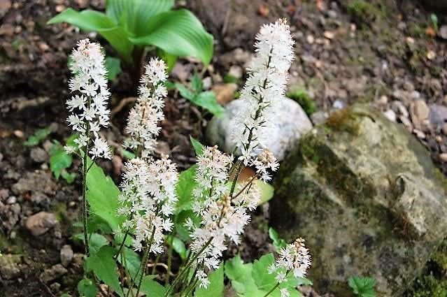 20 semillas de flor de espuma de hoja de corazón de Tiarella Wherryi blanca y rosada
