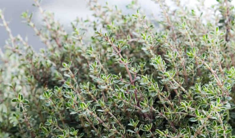 [TEST EC] Tomillo- Plantines  x 3