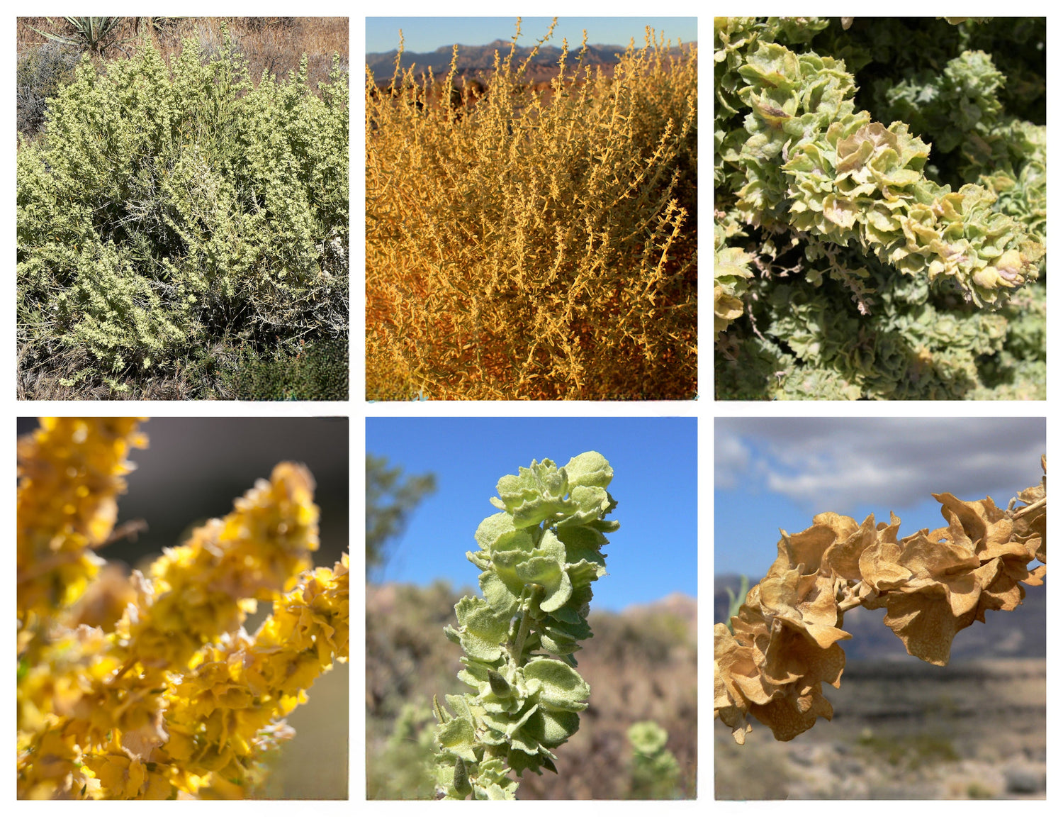100 semillas de salvia gris (Atriplex canescens), arbusto del desierto Chamiso