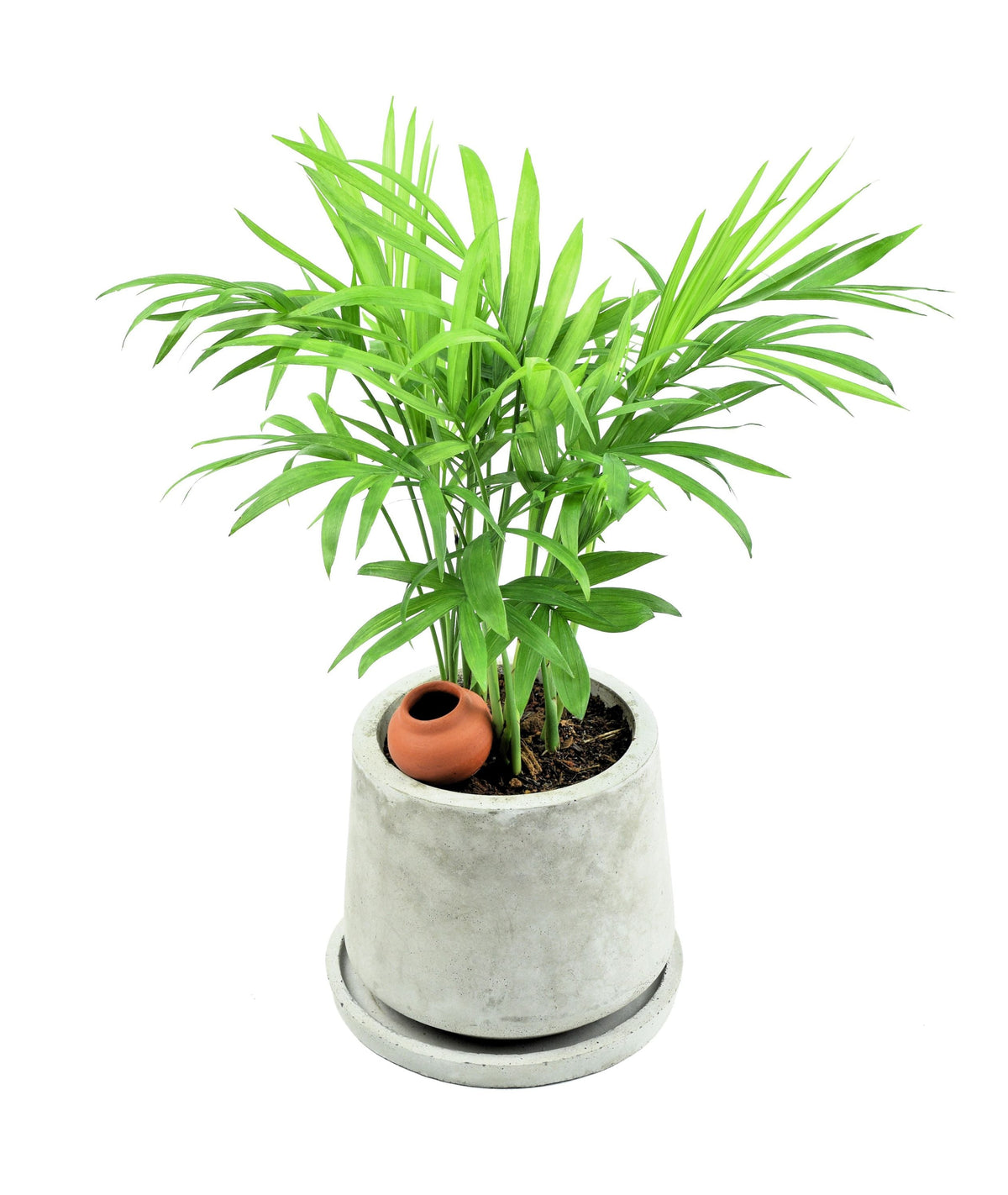 5 semillas de palma de bambú Chamaedorea Seifrizii, palmera de caña o de salón, planta de interior para sombra.