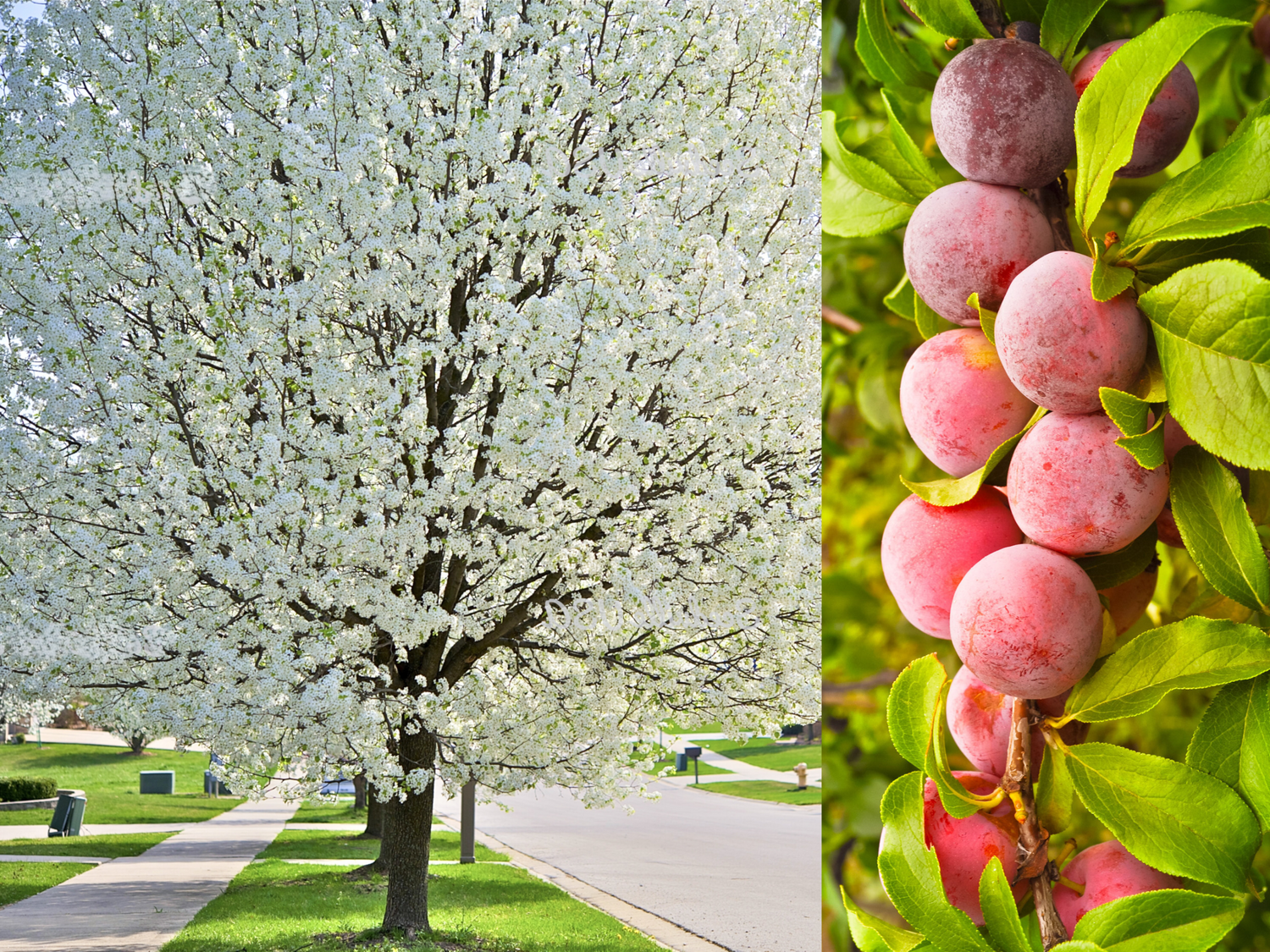 5 semillas de ciruelo americano Prunus americana, arbusto de flores blancas y frutos rojos y morados.
