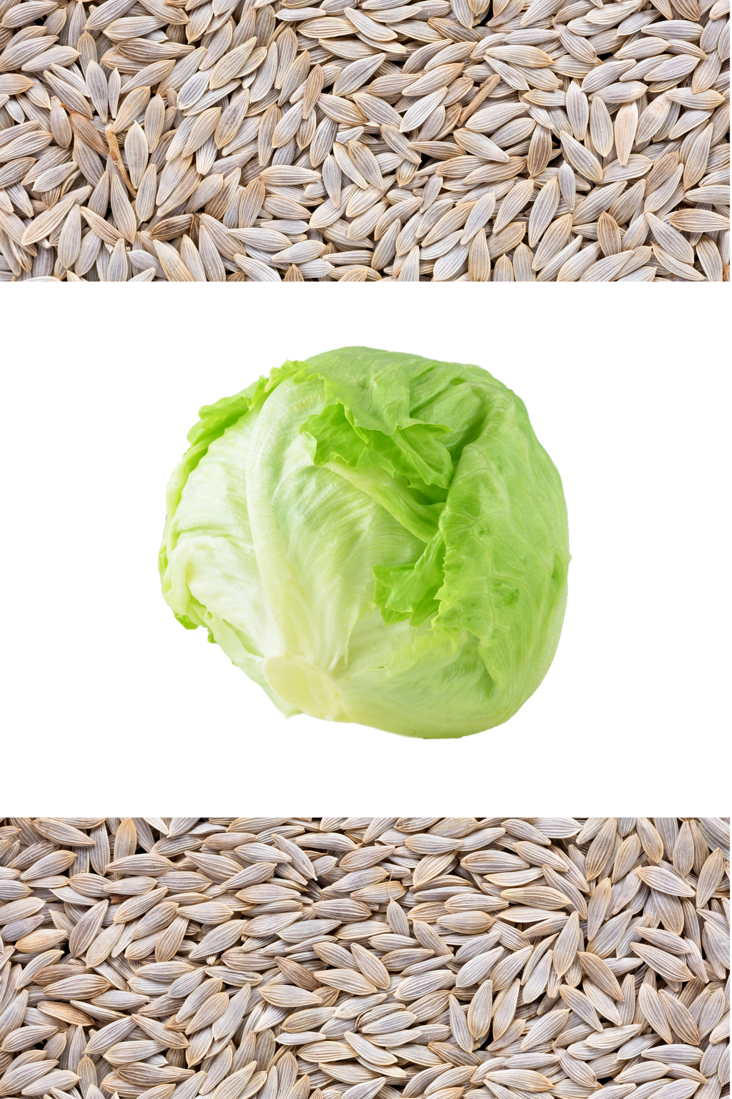 3000 Semillas de lechuga iceberg Lactuca sativa