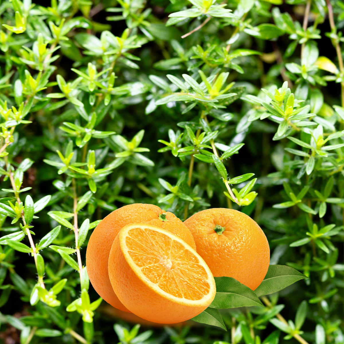 30 semillas de tomillo naranja (Thymus vulgaris fragrantissimus)