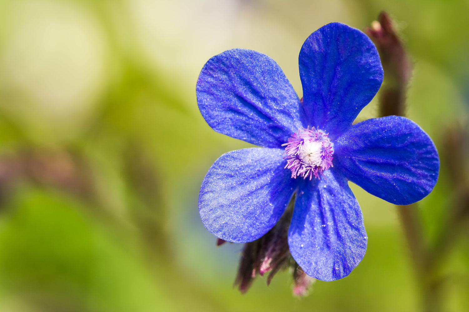 100 semillas de flores de Anchusa carpensis (nomeolvides de verano) de Blue Angel Anchura