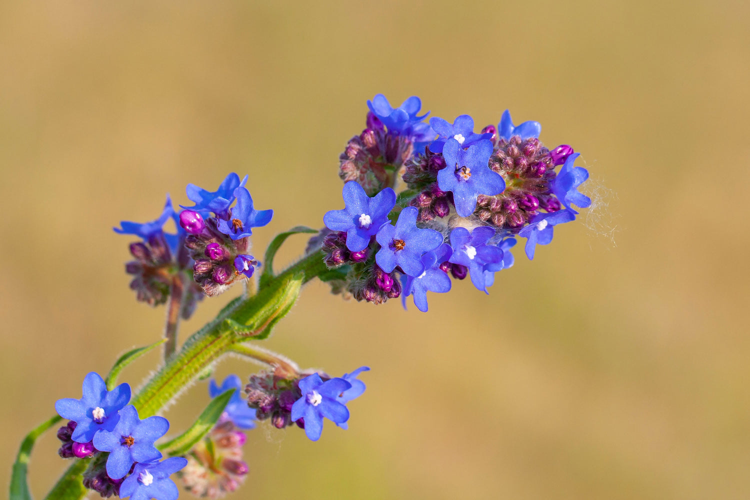 100 semillas de flores de Anchusa carpensis (nomeolvides de verano) de Blue Angel Anchura
