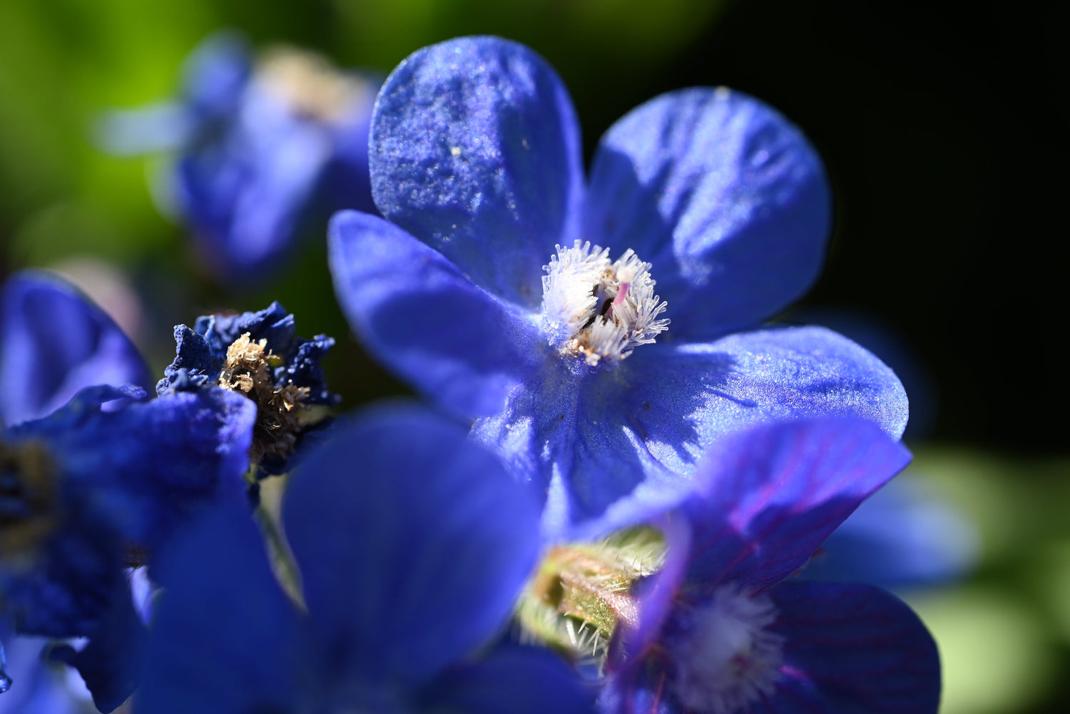 100 semillas de flores de Anchusa Capensis (AZUL ITALIANO ALKANET)