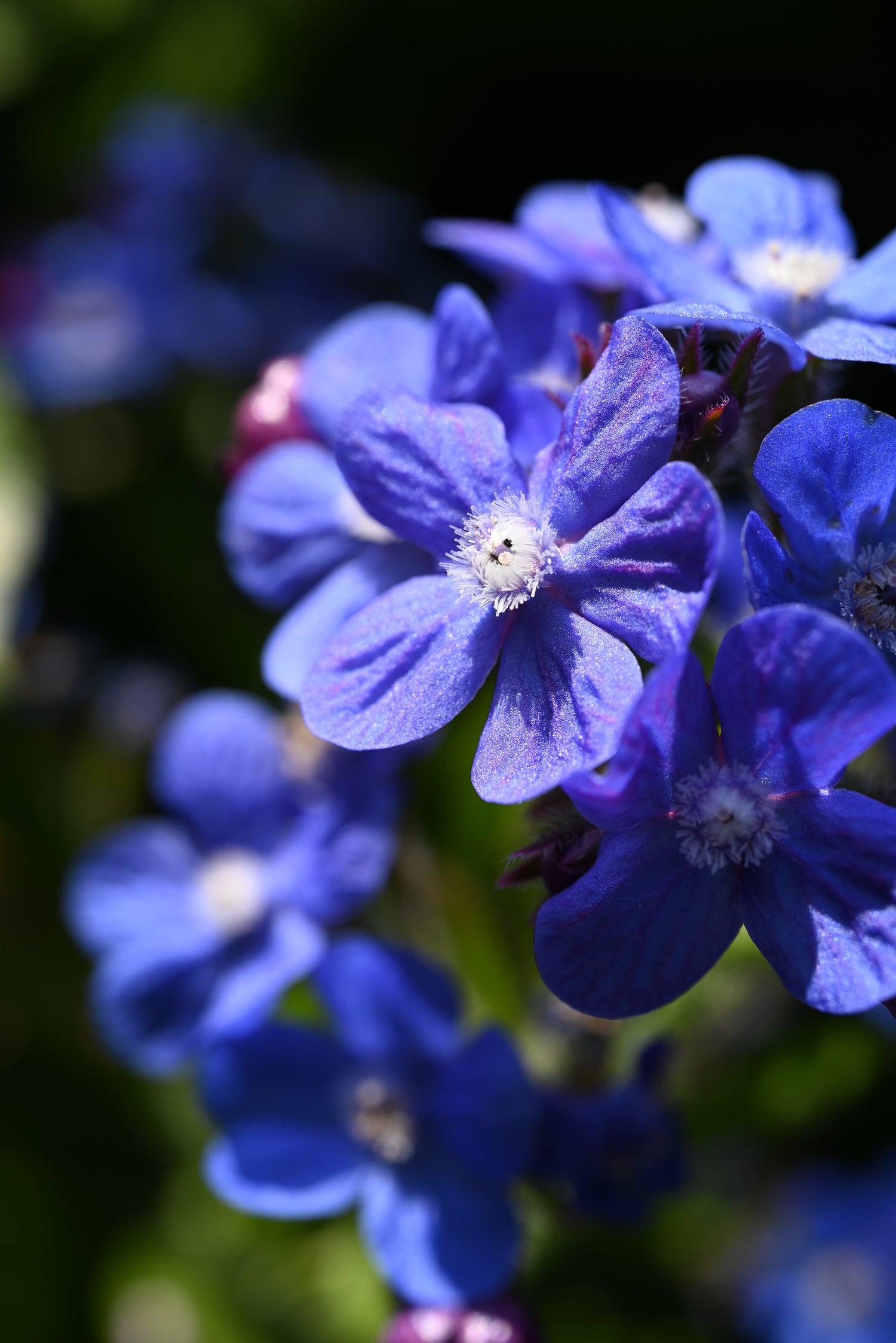 100 semillas de flores de Anchusa Capensis (AZUL ITALIANO ALKANET)