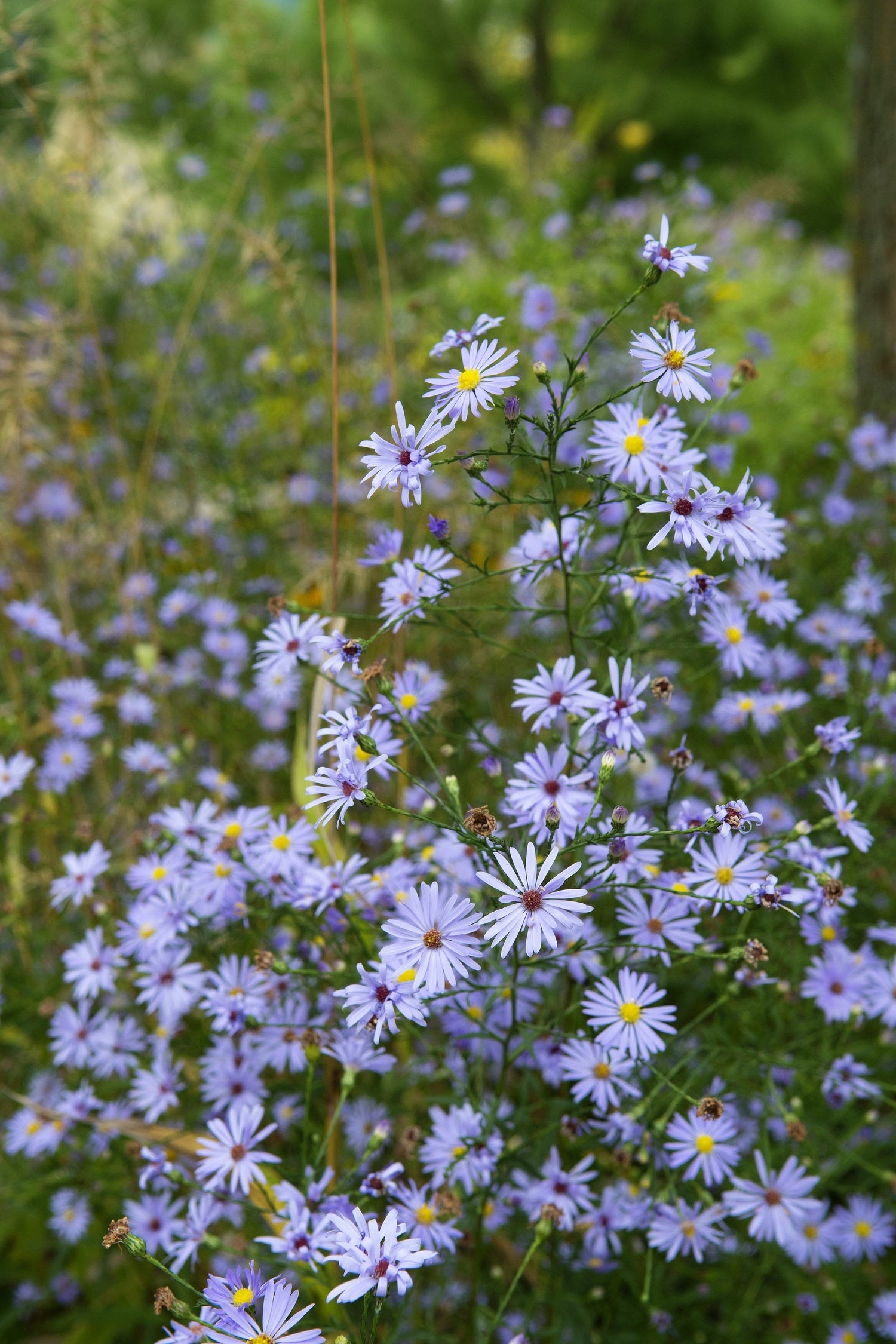 250 semillas de flores de Aster azul cielo (Aster azul azur)