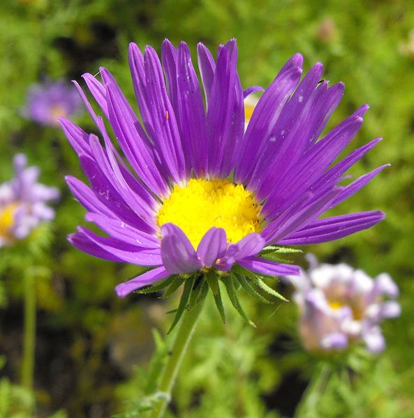 100 PURPLE Smooth Violet PRAIRIE ASTER Aster Tanacetifolia Flower Seeds