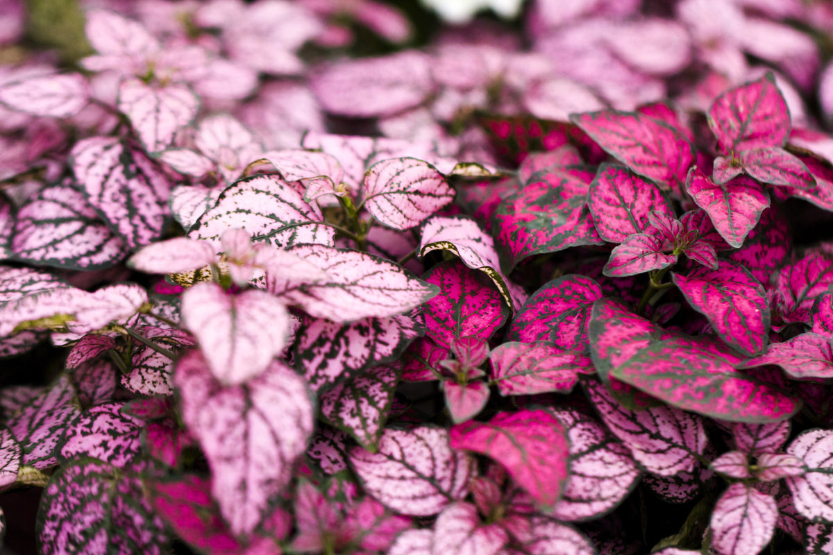 10 semillas de planta de interior de flor de Hypoestes Phyllostachya, rosa de lunares, rosa enana, Splash Select