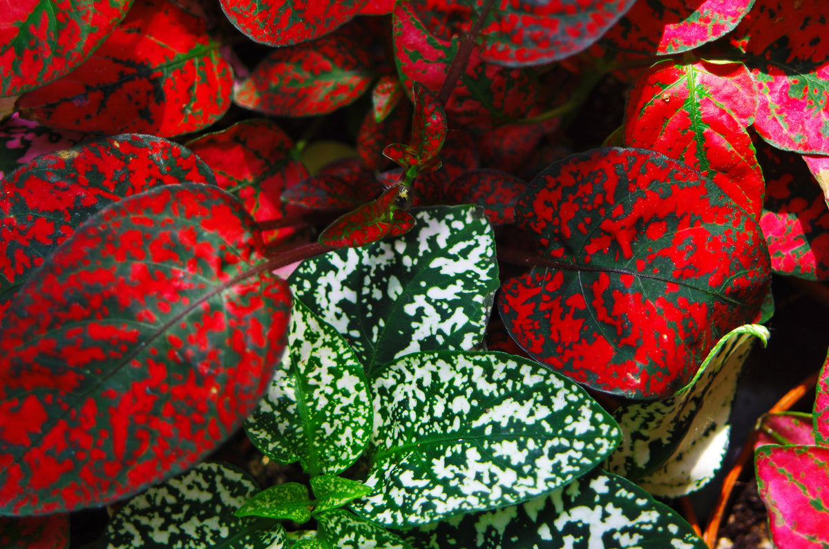 10 Dwarf Mixed Colors POLKA DOT PLANT Red Pink White Rose Splash Select Hypoestes Phyllostachya Flower Houseplant Seeds