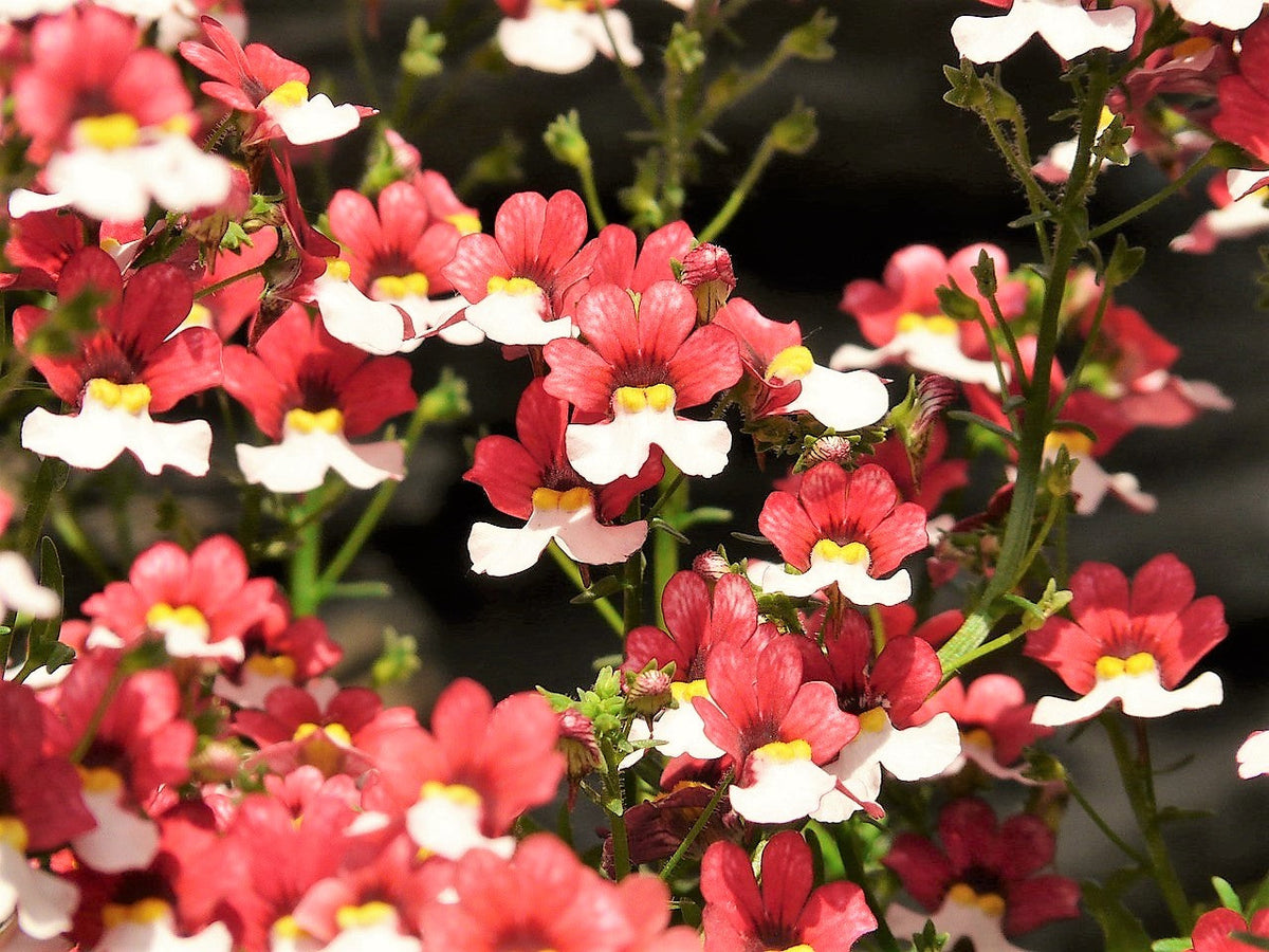 50 semillas de flores bicolores fragantes de NEMESIA Strumosa, bandera danesa, rojas y blancas