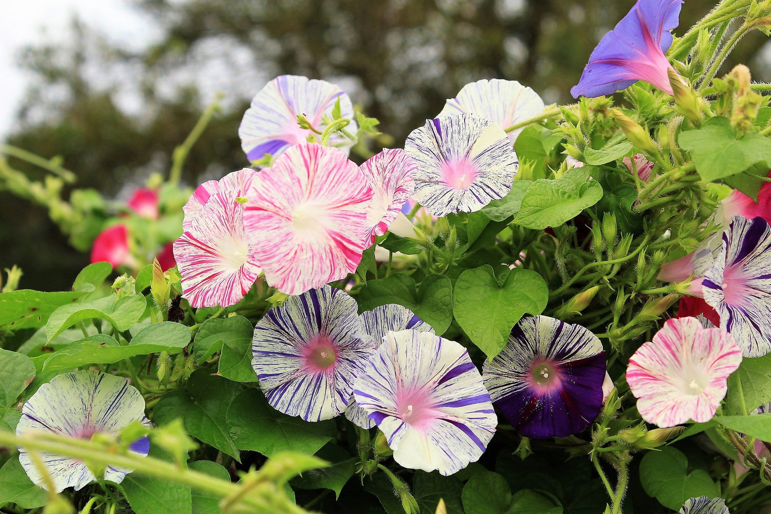 40 CARNEVALE di VENEZIA MORNING GLORY Rosa y púrpura con rayas blancas Ipomoea Purpurea Semillas de flores de vid