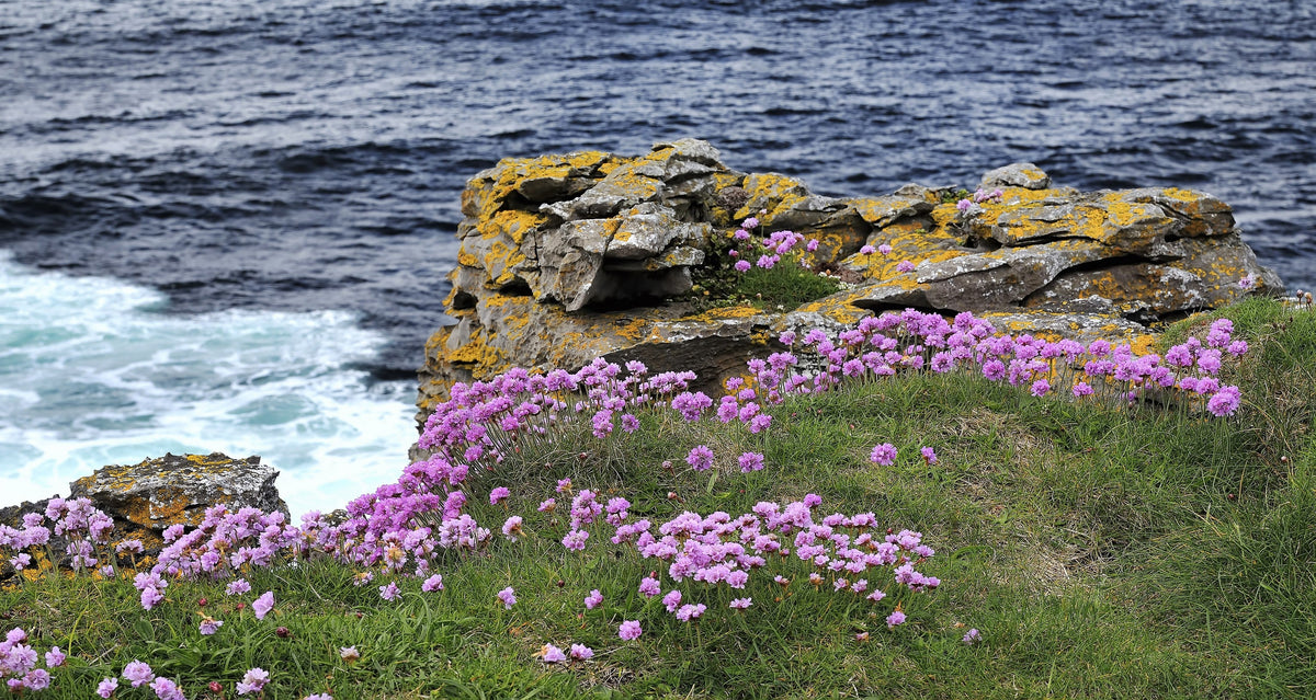 50 SEA THRIFT Armeria Maritima California Sea Pink Cliff Rose Cushion Pink Lavender Native Maritime Flower Seeds