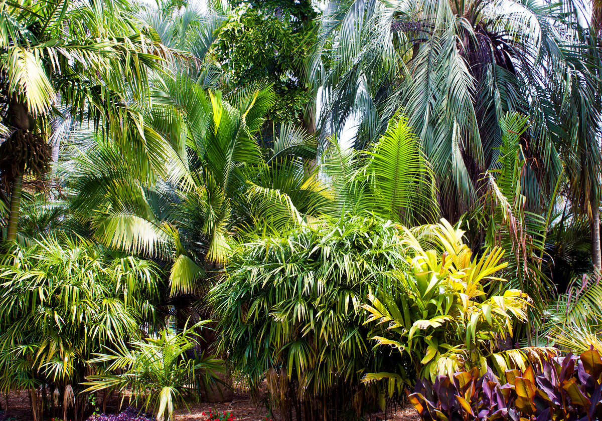 5 semillas de palma de bambú Chamaedorea Seifrizii, palmera de caña o de salón, planta de interior para sombra.