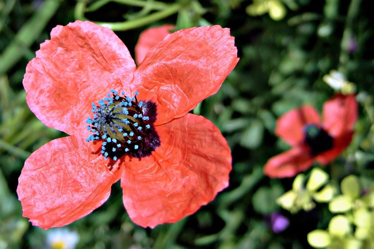50 Scarlet PRICKLYHEAD POPPY Papaver Argemone Roemeria Long Prickly Poppy Red Black Blue Flower Seeds
