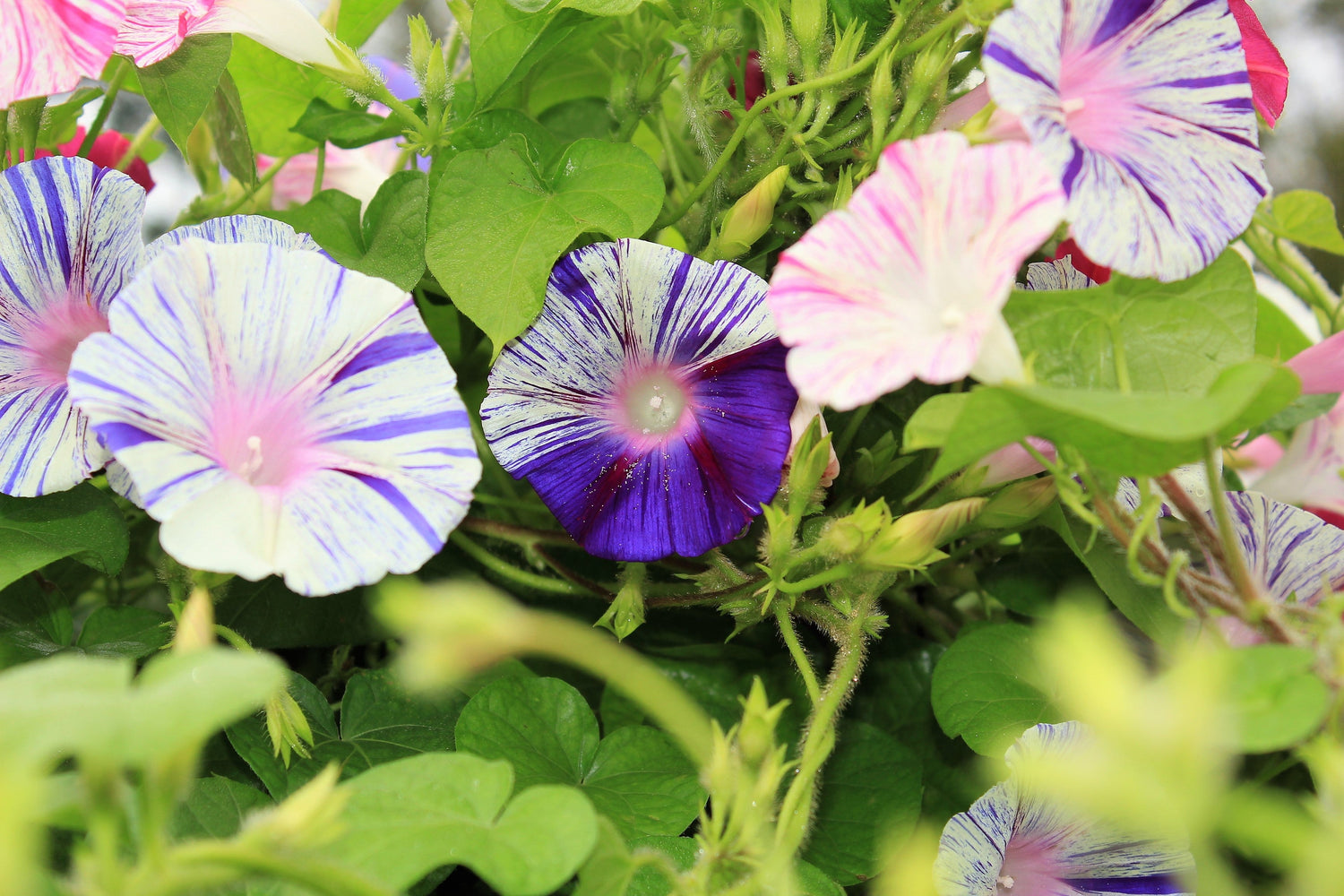 40 CARNEVALE di VENEZIA MORNING GLORY Rosa y púrpura con rayas blancas Ipomoea Purpurea Semillas de flores de vid