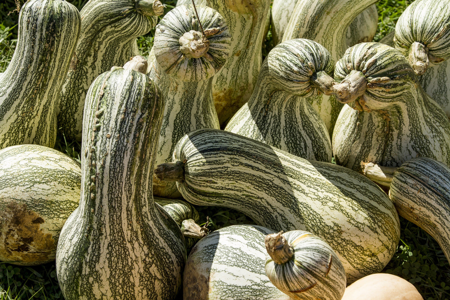 30 semillas de calabaza Cushaw de rayas verdes (calabaza de batata de Tennessee) Cucurbita Mixta