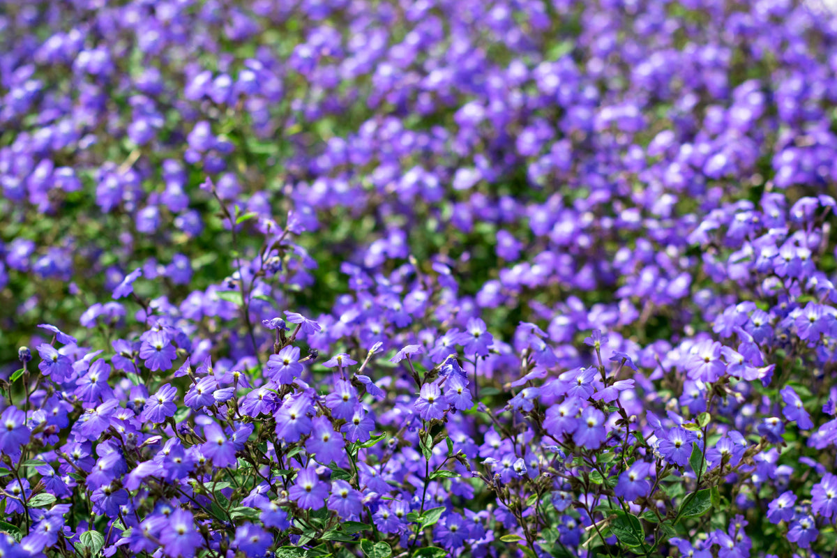 50 semillas de flor de amatista americana BROWALLIA, arbusto de flores violeta, azul y púrpura