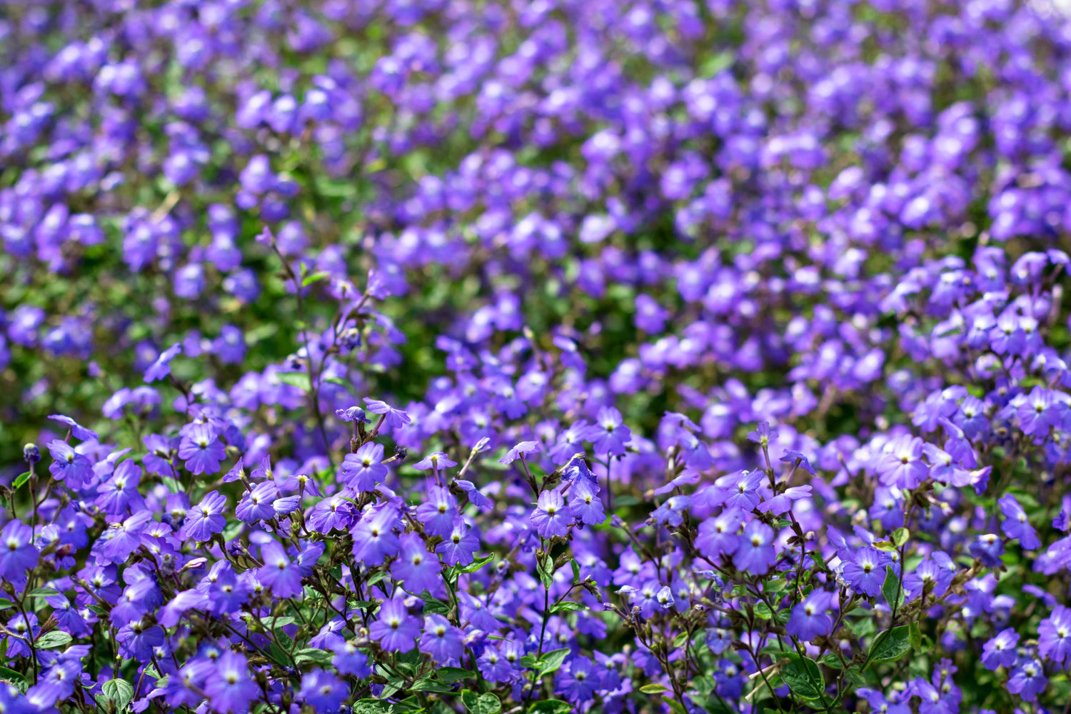 50 semillas de flor de amatista americana BROWALLIA, arbusto de flores violeta, azul y púrpura