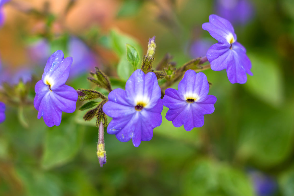 50 semillas de flor de amatista americana BROWALLIA, arbusto de flores violeta, azul y púrpura