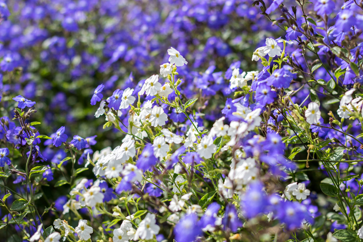 50 semillas de flor de amatista americana BROWALLIA, arbusto de flores violeta, azul y púrpura
