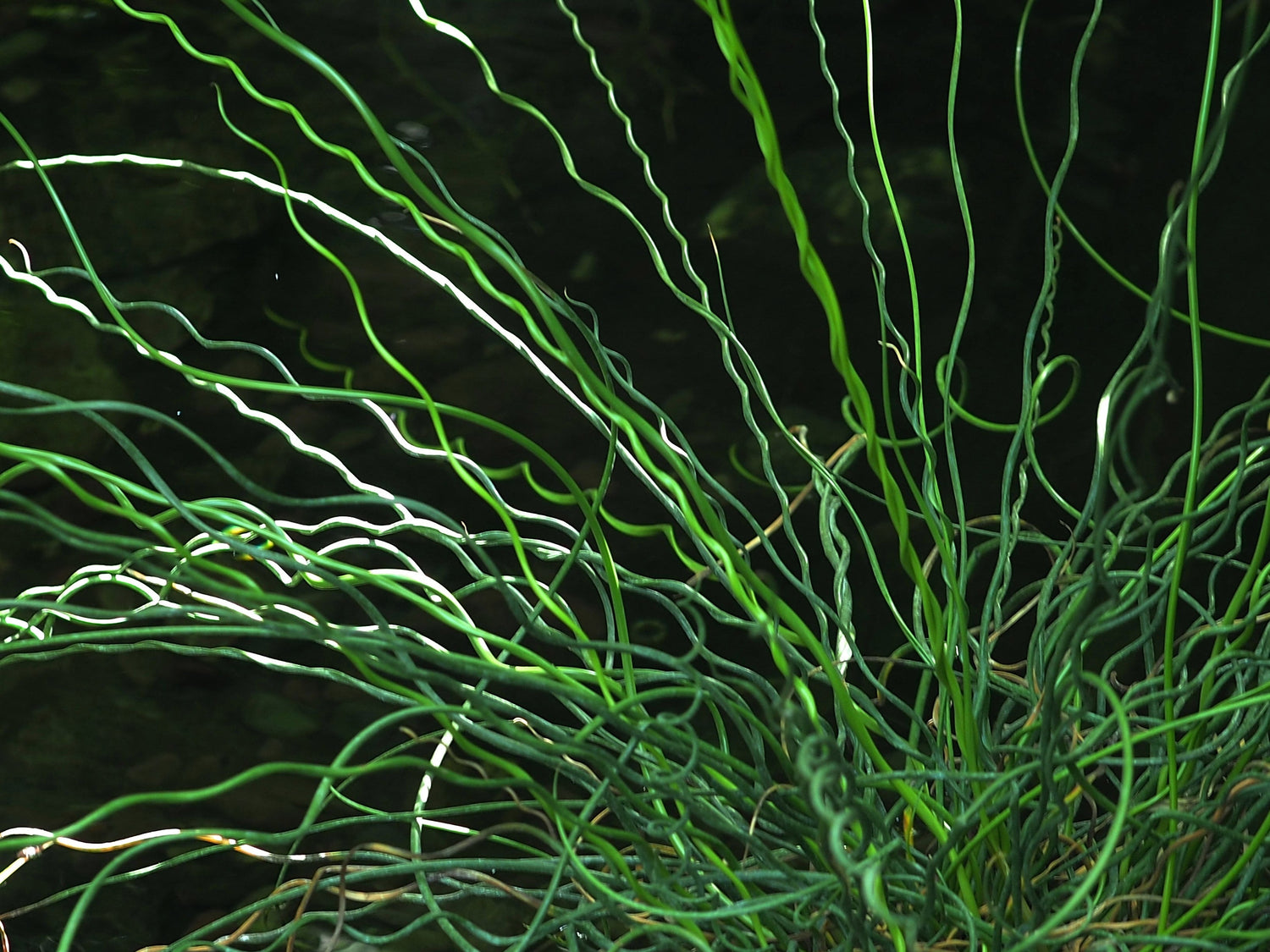 10 CORKSCREW RUSH Spiral Grass Juncus Effusus Spiralis Wetland Pond Seeds