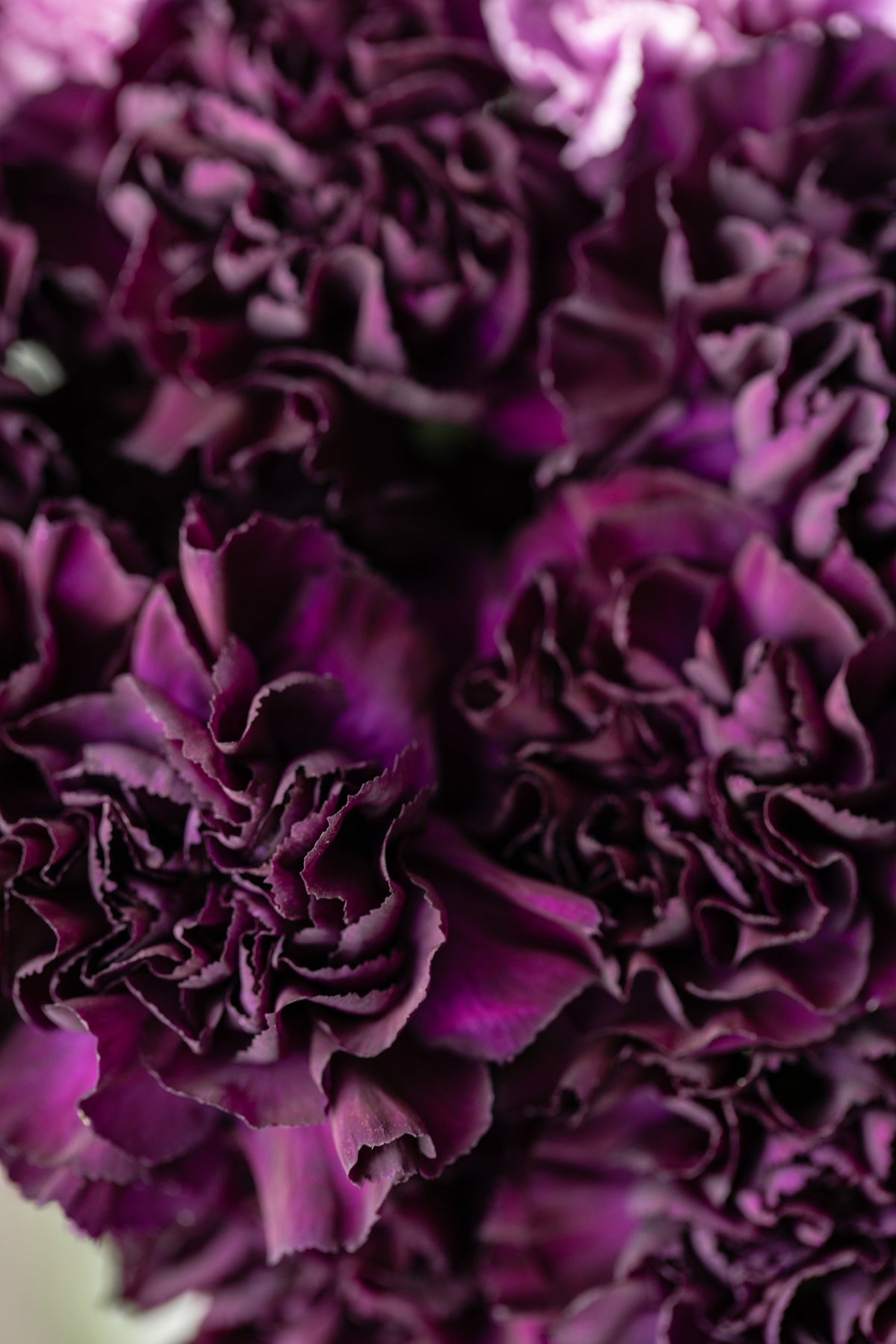 50 semillas de clavel negro King of Blacks Dianthus Caryophyllus Grenadin de doble flor
