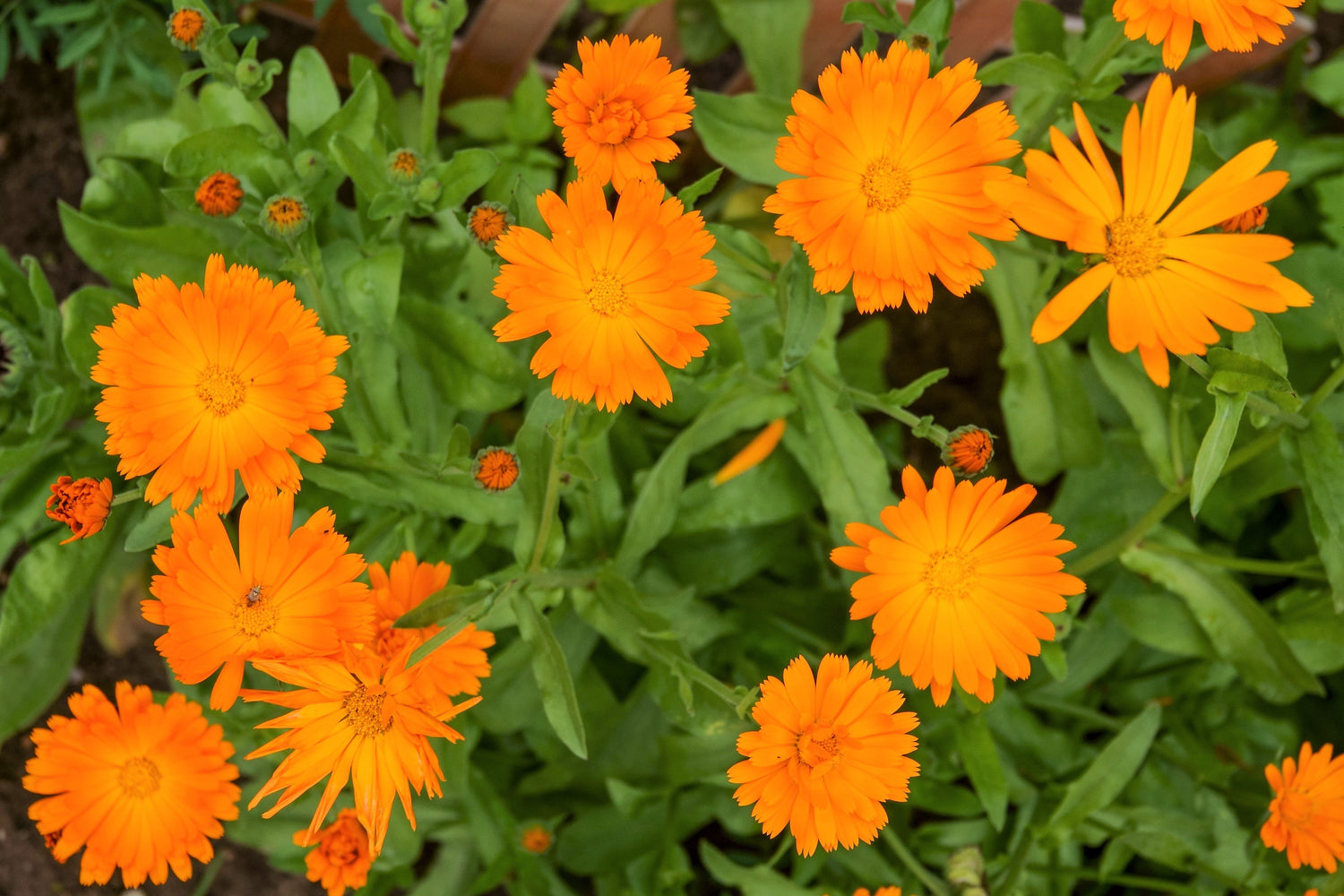 100 ORANGE ENGLISH MARIGOLD (Scotch / Pot Marigold) Calendula Officinalis Flower Seeds
