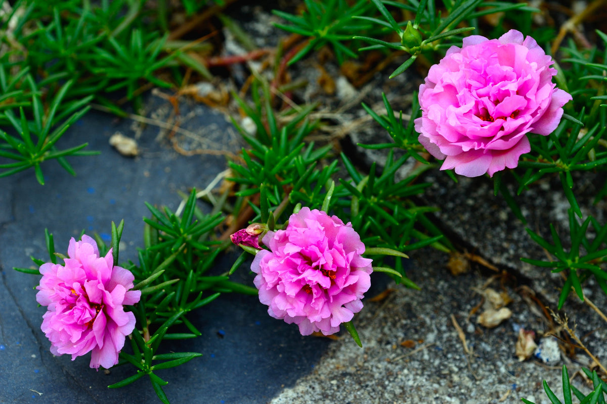 100 semillas de flores de PORTULACA Grandiflora / MOSS ROSE rosa