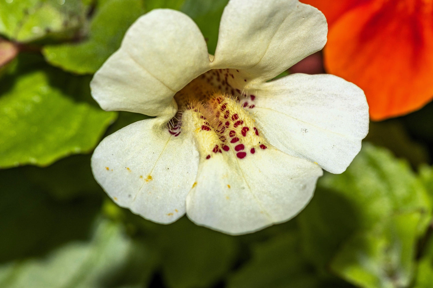 100 semillas de Mimulus Twinkle WHITE MONKEY FLOWER