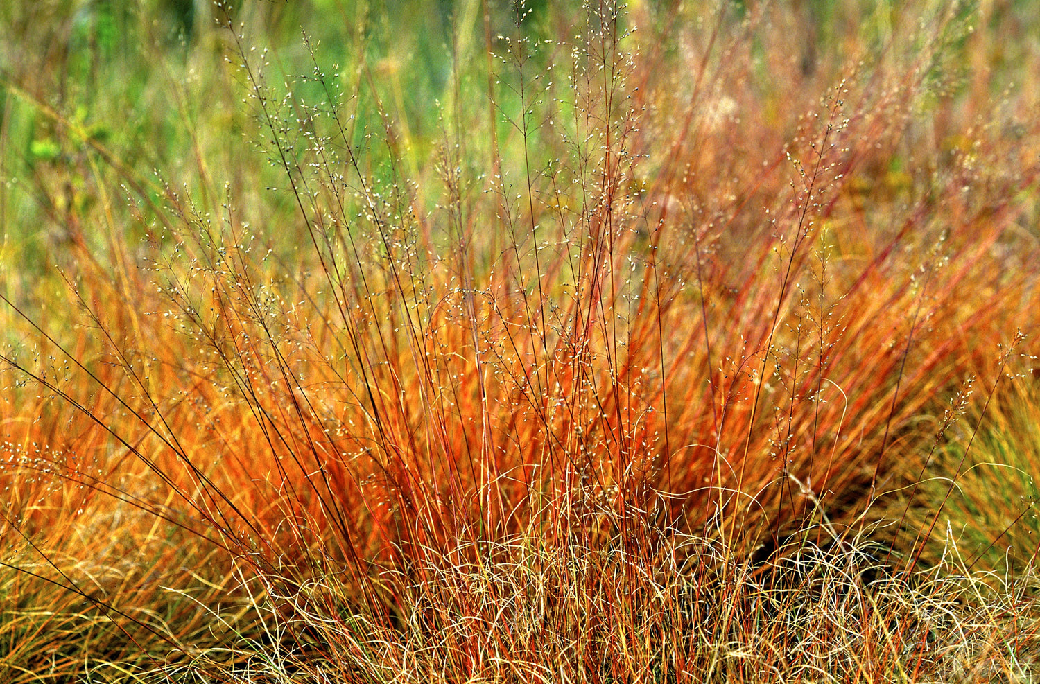 200 semillas de pradera nativa ornamental Sporobolus Heterolepis