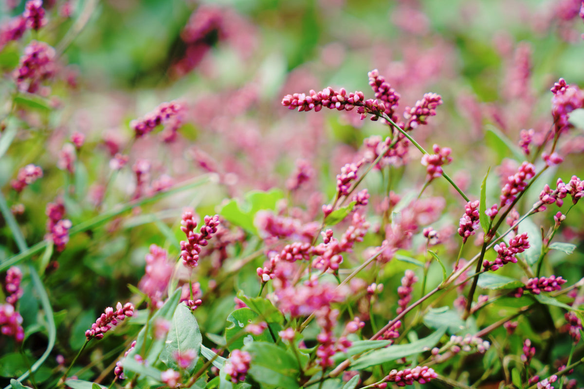 100 PINKWEED Smartweed Pink Knotweed Polygonum Wetland Flower Herb Seeds