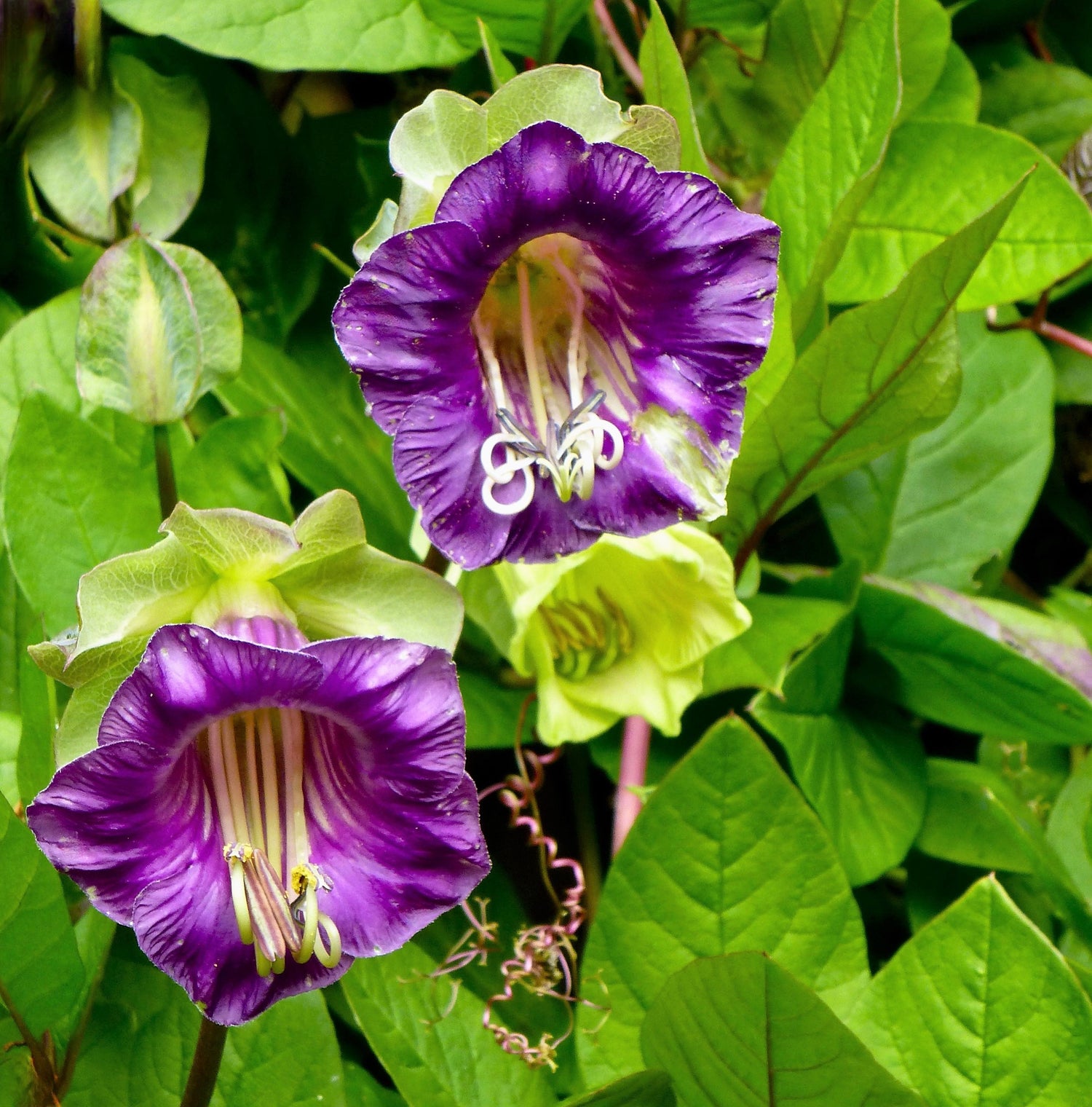 5 TAZA Y PLATO VID Campanas de catedral Cobaea Scandens Semillas de flores trepadoras de colibrí morado