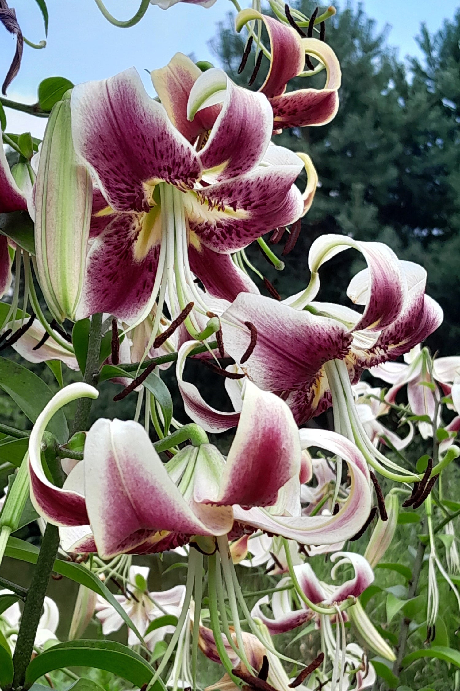 5 semillas de flores fragantes de Lilium Nepalense, de color verde y granate.