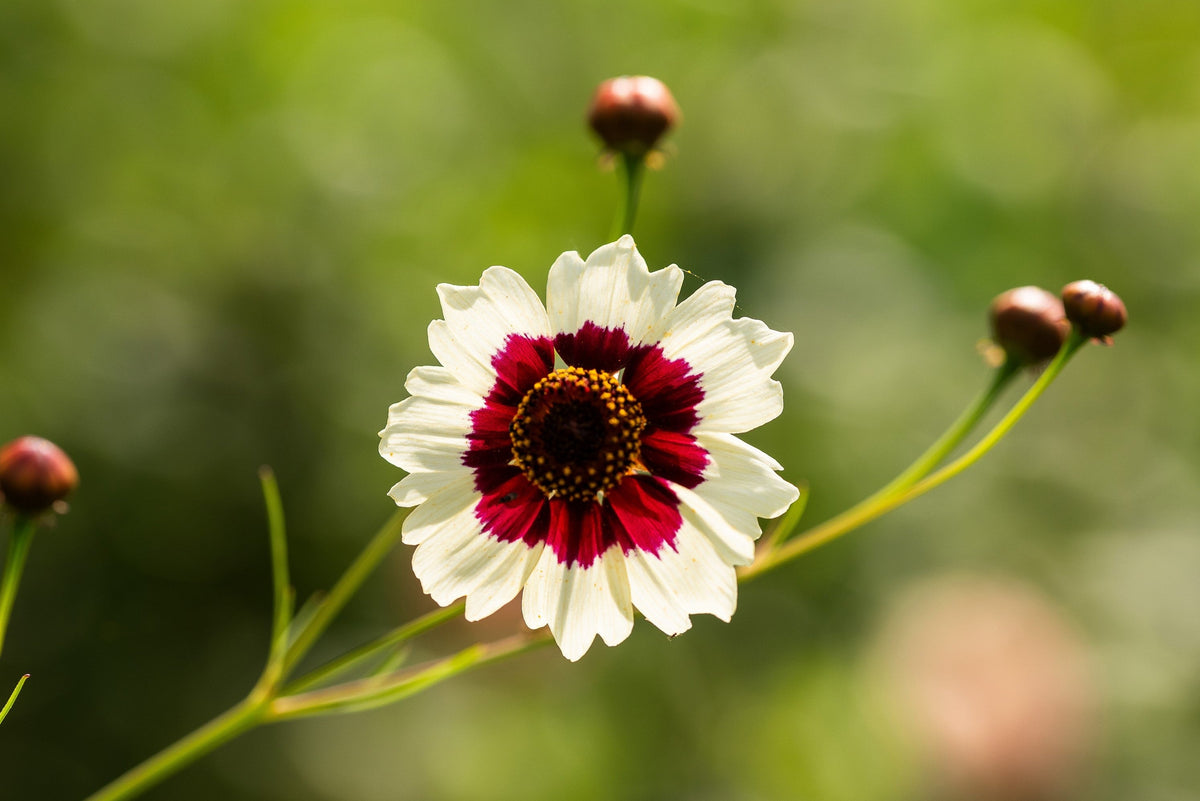 30 INCREÍBLES SEMILLAS DE FLOR DE COREOPSIS, CEREOPSIS, BLANCA Y ROJO BURDEOS
