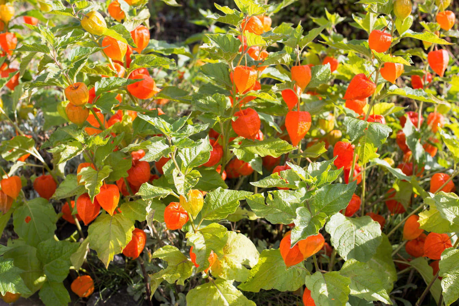 100 semillas de flores de Physalis Alkekengi (farolillo chino o cerezo de invierno/farolillo japonés)