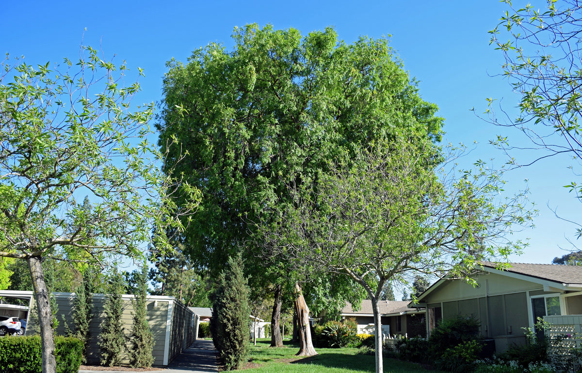 50 semillas de olmo chino (Ulmus parvifolia)