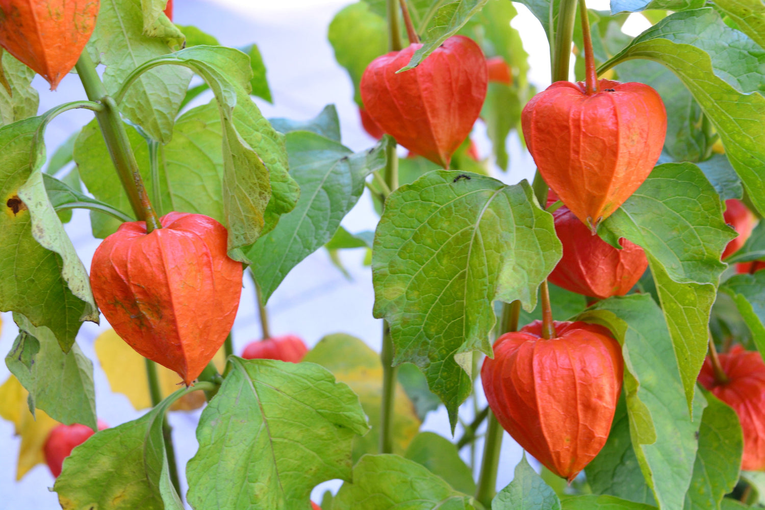 100 semillas de flores de Physalis Alkekengi (farolillo chino o cerezo de invierno/farolillo japonés)