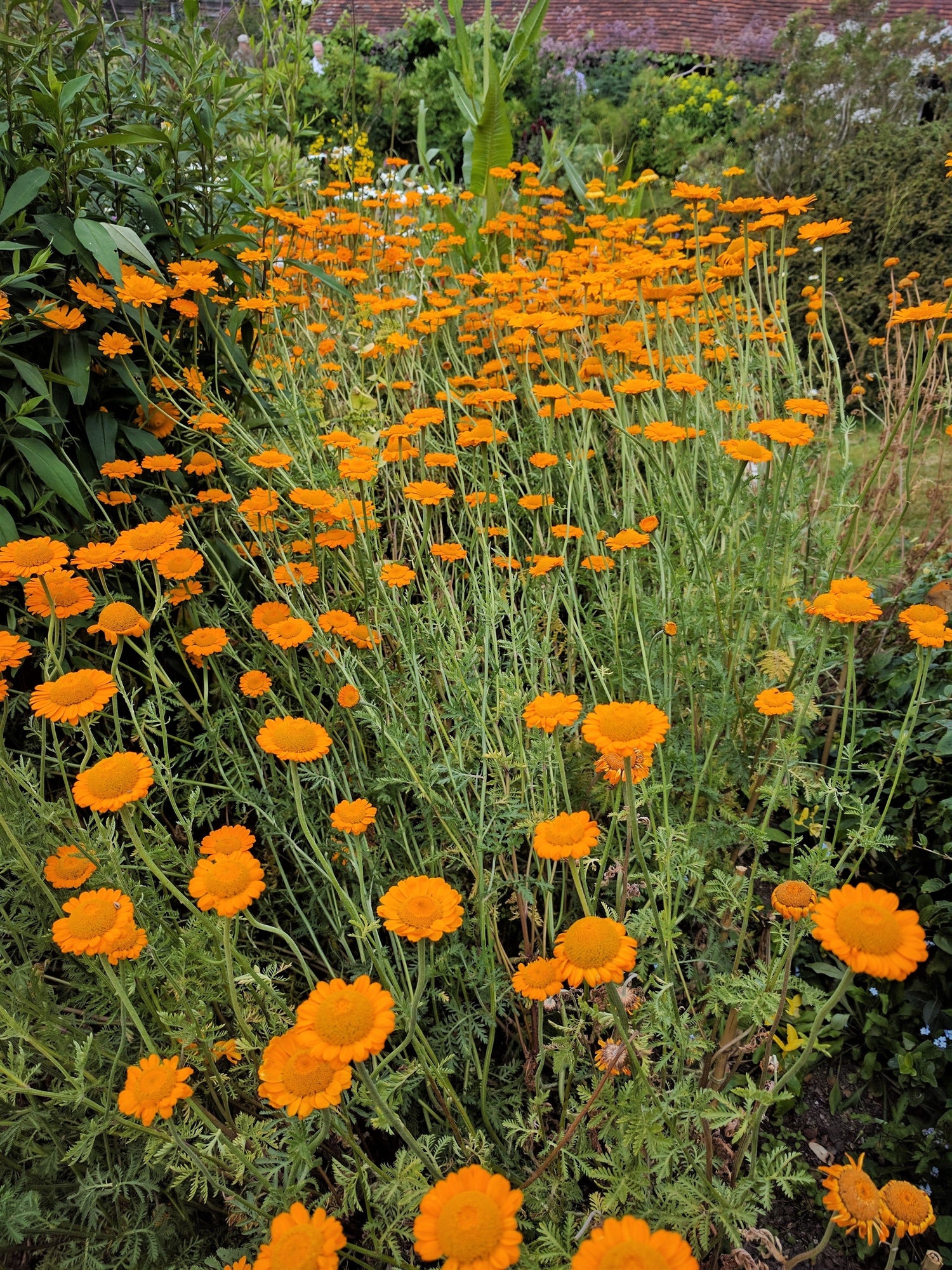 250 semillas de margarita naranja, anthemis sancti-johannis, cota tinctoria, manzanilla de San Juan, hierba del tintorero, margarita de París