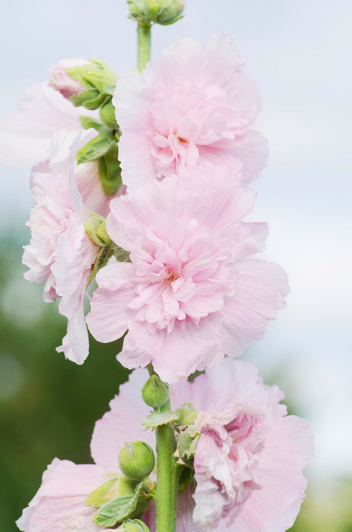 50 Dwarf Double HOLLYHOCK MAJORETTE MIX Alcea Rosea Red Pink White Maroon Yellow Mixed Color Flower Seeds