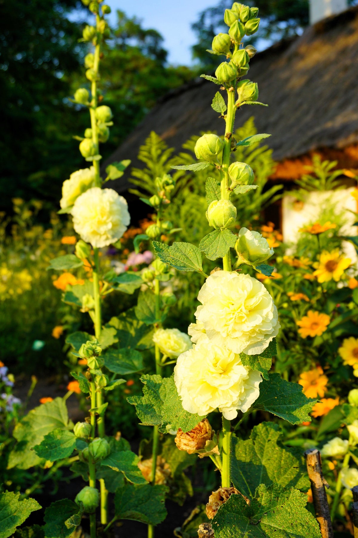 50 Dwarf Double HOLLYHOCK MAJORETTE MIX Alcea Rosea Red Pink White Maroon Yellow Mixed Color Flower Seeds