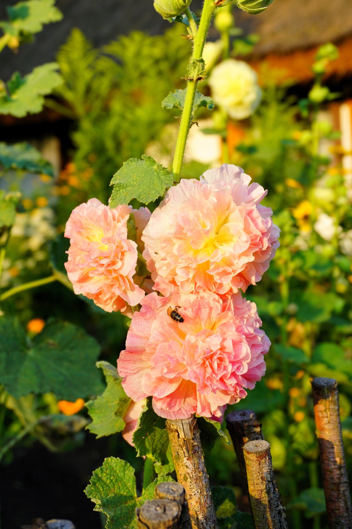 50 Dwarf Double HOLLYHOCK MAJORETTE MIX Alcea Rosea Red Pink White Maroon Yellow Mixed Color Flower Seeds