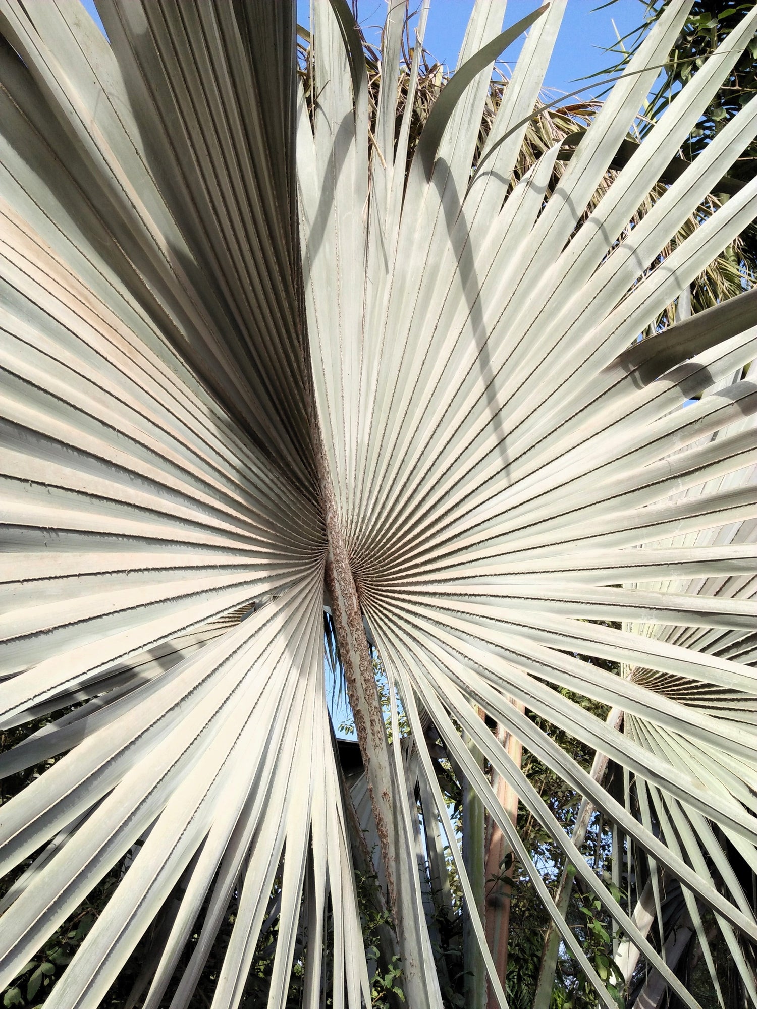 5 PALMITOS DE SIERRA PLATEADOS Serenoa Repens Palmera Enana Americana Arbusto Fruto Comestible Sol o Sombra Semillas