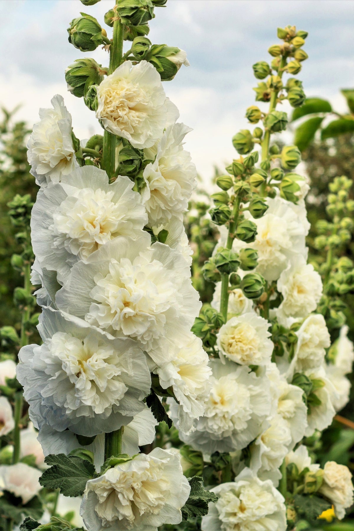50 Dwarf Double HOLLYHOCK MAJORETTE MIX Alcea Rosea Red Pink White Maroon Yellow Mixed Color Flower Seeds
