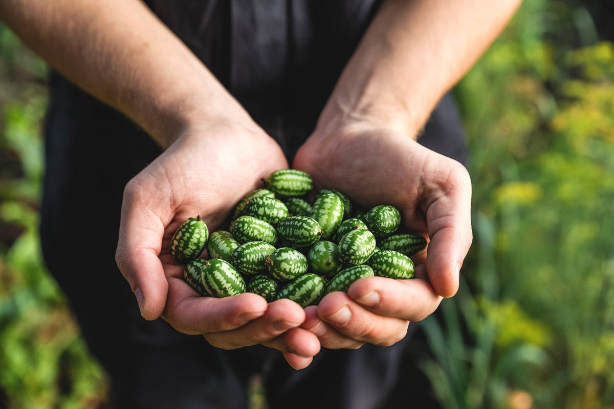 10 CUCAMELON Melothria Scabra Melón Ratón Pepinillo Mexicano Sandía Mini Semillas de Vid de Pepino